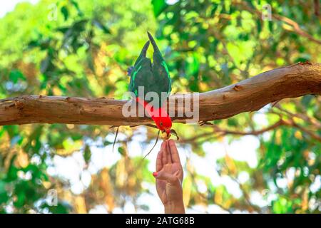 Hand of woman freeding an Australian King-Parrot, Alisterus scapularis, on a tree branch in a wilderness. Tourist destination of Pebbly Beach in Stock Photo