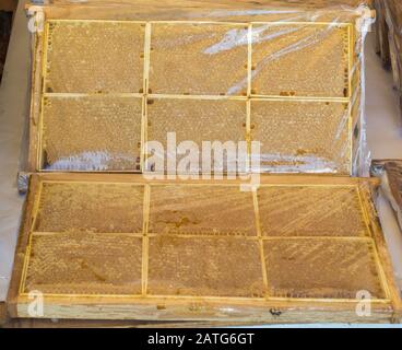 Sweet fresh honey in the sealed comb frame Stock Photo
