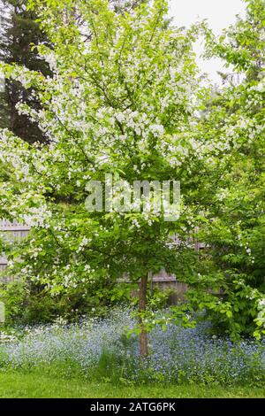 Malus domestica - Common Apple tree underplanted with blue Myosotis - Forget-Me-Not flowers in backyard garden in spring, Le Jardin de Francois Stock Photo