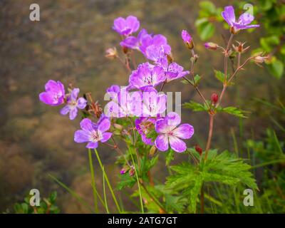 Wild woodland cranesbill geranium, Geranium sylvaticum, with pretty pink flowers Stock Photo