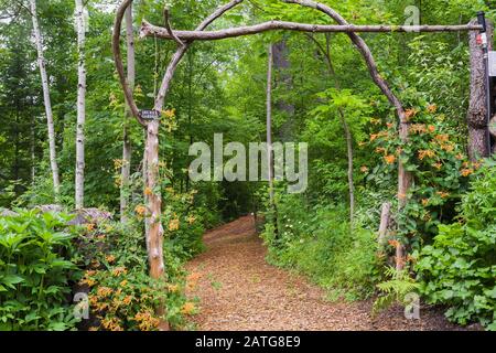 Mulch footpath through tree trunk arbour bordered by orange climbing Lonicera - Honeysuckle in early summer Stock Photo