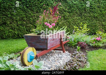 Pink Geranium - Cranesbill, yellow Sanvitalia - Creeping zinnia, Gaura lindeheimeri 'Passionate Blush' flowers in rustic wooden wheelbarrow Stock Photo