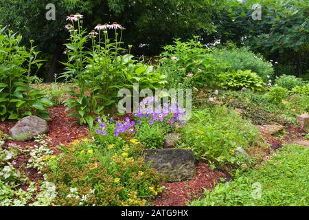 Pink Achillea - Yarrow, pink Echinacea - Coneflowers, Campanula - Bellflower, Sedum kamtschaticum - Stonecrop, Lamium 'Silver Beacon' - Deadnettle Stock Photo