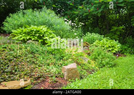 Ajuga 'Black Scallop', Lysimachia nummularia 'Aurea' - Loosestrife, Hosta plantaginea, Hibiscus moscheutos 'Luna Pink Swirl' - Swamp Rose Mallow Stock Photo