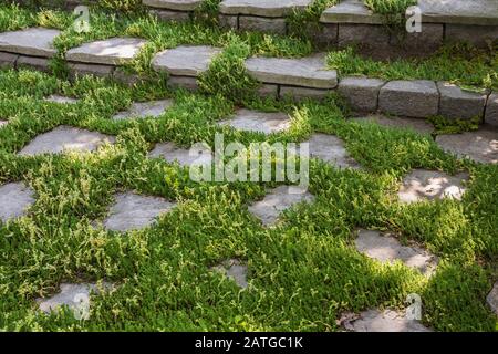 Grey flagstone patio and stone steps with Sedum rupestre 'Stone orpine' - Stonecrop in residential backyard garden in summer Stock Photo