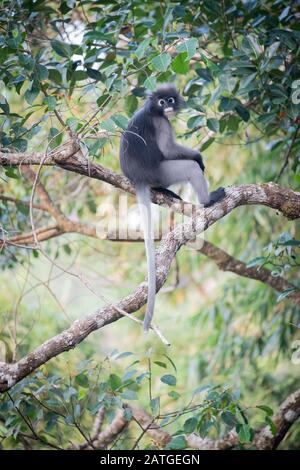 The dusky leaf monkey, spectacled langur, or spectacled leaf monkey (Trachypithecus obscurus) is a species of primate in the family Cercopithecidae Stock Photo