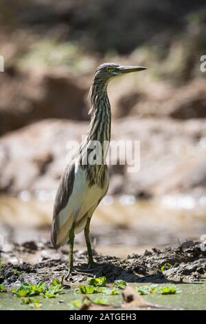The Chinese pond heron (Ardeola bacchus) is an East Asian freshwater bird of the heron family, (Ardeidae). Stock Photo