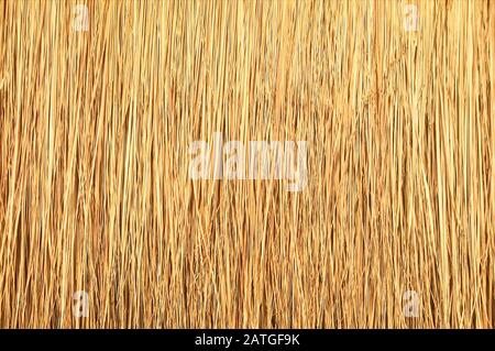 Close up of thatch roof background, Hay or dry grass background, Thatched roof, Grass hay, dry straw, Roof background texture. Stock Photo