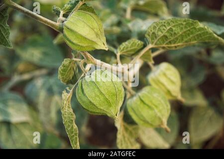 Cape Gooseberry (Physalis peruviana), Uchuva or gold berries on branch. Stock Photo