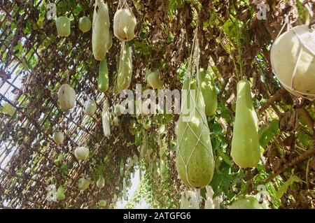 Calabash gourd or bottle gourd hanging on the vine plant tree (Lagenaria siceraria), Long winter melon, Gourd bottle (Lagenaria siceraria Standl) Hang Stock Photo