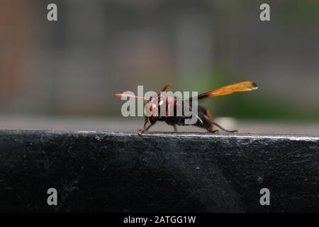 Close up photo of an paper waspt perched on an iron fence. Surakarta, Indonesia Stock Photo