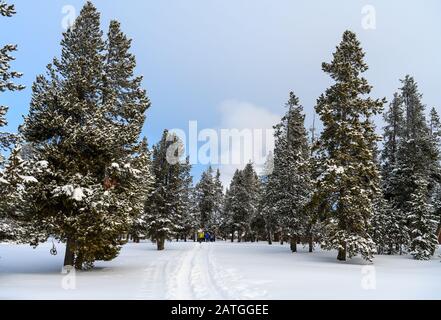 Visitors snow-shoeing through forest in winter. Yellowstone National Park, Wyoming, USA. Stock Photo