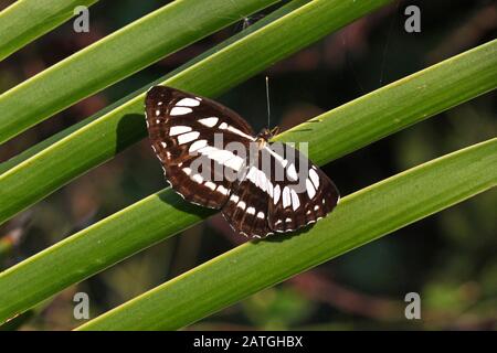 A Common Sailor butterfly (Neptis hyalis) settled on a palm leaf in Southeast Thailand Stock Photo