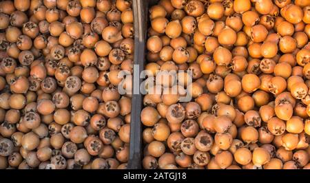 Freshly picked up ripe medlar fruit species mespilus germanica Stock ...