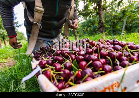 Freshly picked sweet black cherries in the bucket. An unrecognizable farm worker putting picked lapins cherries into the bucket Stock Photo