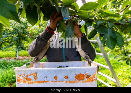 Migrant man working at seasonal cherry harvest in industrial orchard. Man picking sweet lapins cherries and putting into the box hanged on his neck Stock Photo
