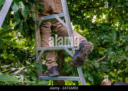 Feet of professional cherry-picker standing on the ladder. Seasonal migrant worker picking lapins cherries from the tree Stock Photo