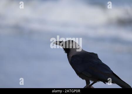 Carrion crow (Corvus crow) black bird perched on branch and looking at camera with blur beach background ,2020 Stock Photo