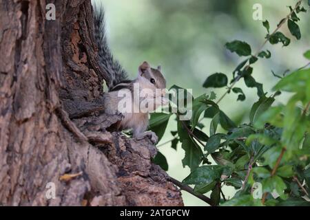 A squirrel eating berry on dead tree in nature , outdoor mammals Stock Photo