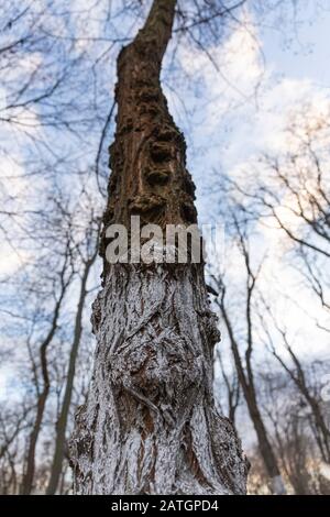 sequoia national park, pyrus calleryana, ficus macrophylla, tallest, american elm, largest, tallest trees Stock Photo