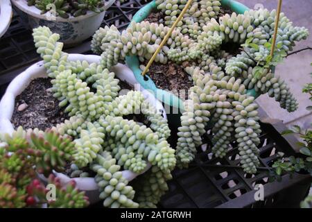 Burro’s Tail (sedum morganianum) also known as the donkey tail plant and is a popular succulent plant to decorate the home for that spring time theme
