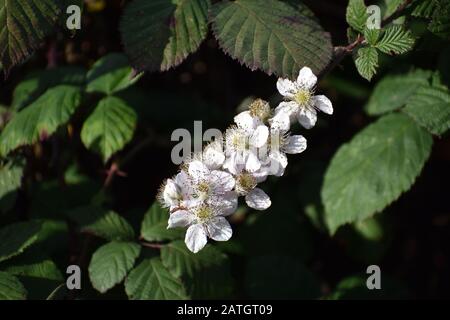The white flowers of a wild Himalaya blackberry plant (Rubus armeniacus) in bloom along the banks of Struve Slough in Watsonville, California.
