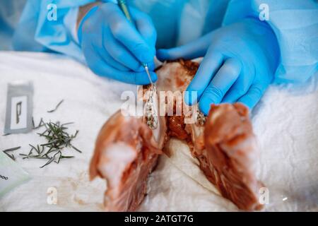 The process of training in dentistry. Pig jaw as a learning tool in apical surgery. Stock Photo