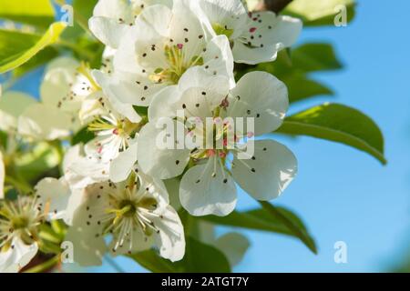 Apple tree flower on a tree branch in spring Stock Photo