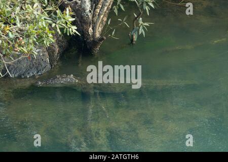 Magar or mugger crocodile, Crocodylus palustris in Kali River, Karnataka, India Stock Photo