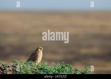 Common Kestrel, Falco tinnunculus, India Stock Photo