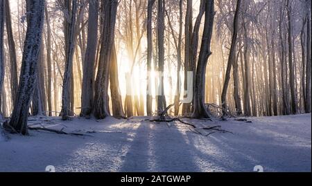 Sunset in winter forest with mist rays, tree ladnscape Stock Photo
