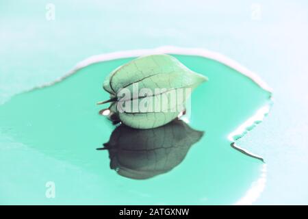 Conceptual still life photo of a physalis or cape gooseberry (Physalis peruviana) reflected on water showing concept of self identity, self discovery Stock Photo