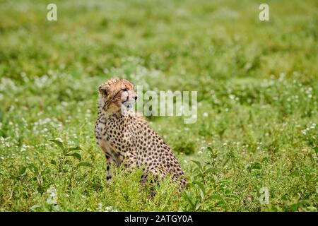 young cheetah, Acinonyx jubatus, in Serengeti National Park, UNESCO world heritage site, Tanzania, Africa