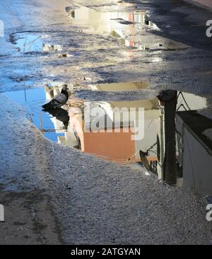 Puddle Bath A dove is bathing in a puddle Stock Photo - Alamy