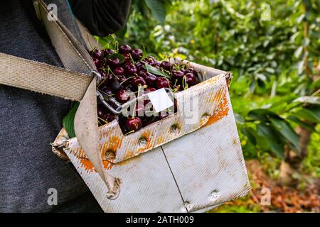 Professional cherry-picker working at industrial orchard. Unrecognizable man picking from the tree and putting sweet black cherries into the bucket Stock Photo