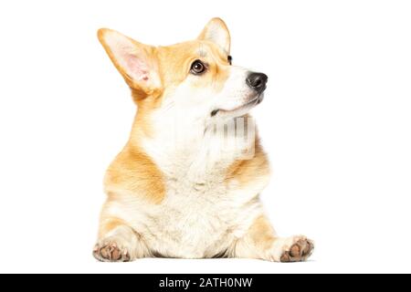 Pembroke Welsh Corgi puppy isolated white background Stock Photo - Alamy