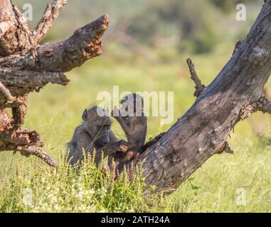 Female chacma baboon and juvenile isolated in the African bush image in horizontal format Stock Photo