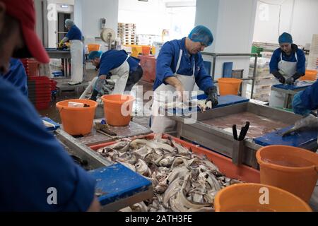 Filleting cod fish in the Sustainable Seafoods Peterhead Ltd. fish processing factory, in Peterhead, Scotland, on 27 January 2020. Stock Photo