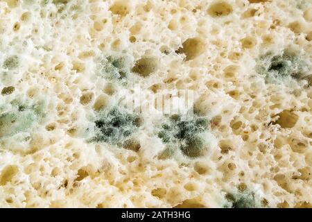 Macrophotography of green mildew on a stale bread. Spoiled bread with mold. Moldy fungus on rotten bread. Top view. Stock Photo