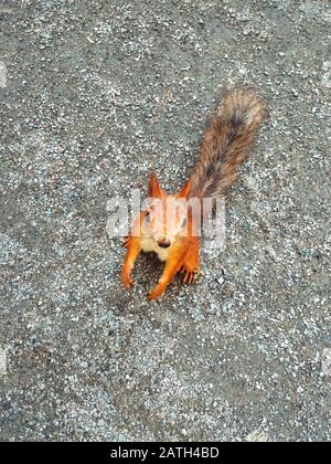 A beautiful red-haired squirrel with a fluffy tail sits on the pavement and smiles into the camera. Stock Photo