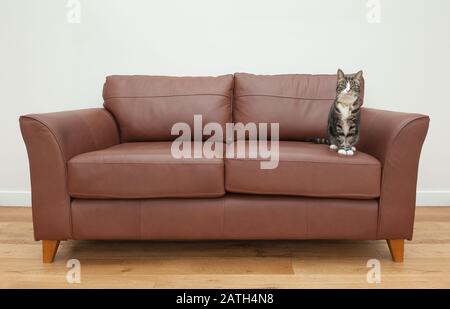 Adult tabby cat sitting on brown leather sofa against plain background. UK Stock Photo