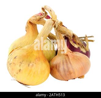 Fresh home grown organic onions isolated on white background Stock Photo