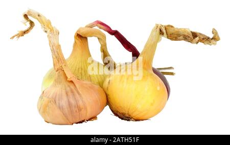 Fresh home grown organic onions isolated on white background Stock Photo