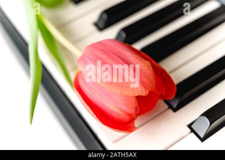 Red tulip close upon a piano keyboard Stock Photo