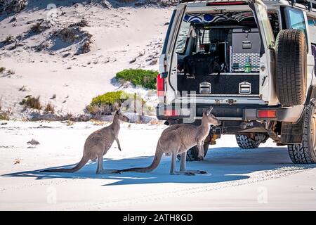 australia lucky bay kangaroos beach western esperance sand alamy jan