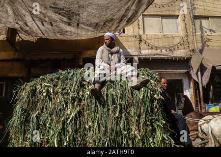 29 January 2020, Egypt, Manfalut: A picture provided on 03 February 2020 shows a man sitting on a donkey-pulled cart stacked with green onions. Photo: Lobna Tarek/dpa Stock Photo