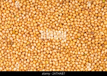 Mustard seeds close-up. Abstract background and texture for design. Stock Photo