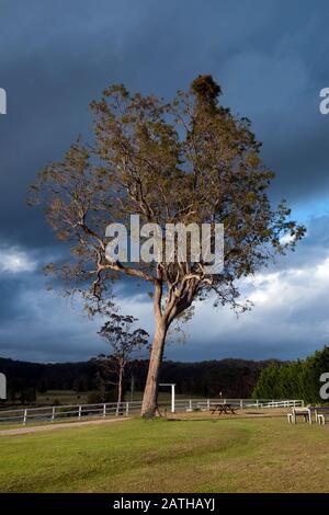 Mogo Australia, picnic spot under eucalptus tree against a dramatic stormy sky Stock Photo
