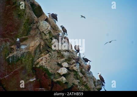 Peruvian boobies flying and perched on a rocky cliff on Las Islas Ballestas Paracas Stock Photo