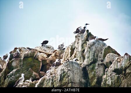 Peruvian boobies perched on a rocky cliff on Las Islas Ballestas Paracas Stock Photo